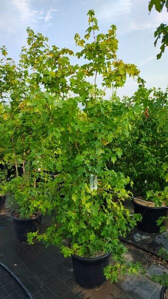ACER CAMPESTRE