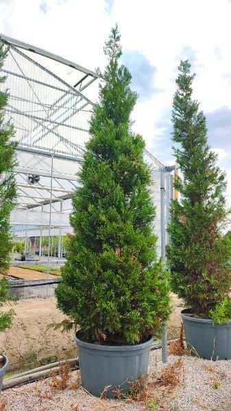 × Cupressocyparis leylandii