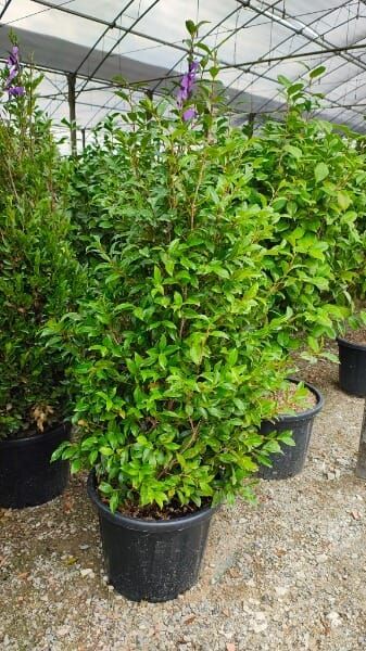 Camellia sasanqua