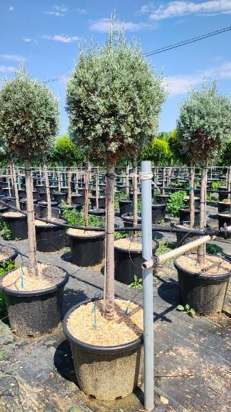CUPRESSUS ARIZONICA FASTIGIATA
