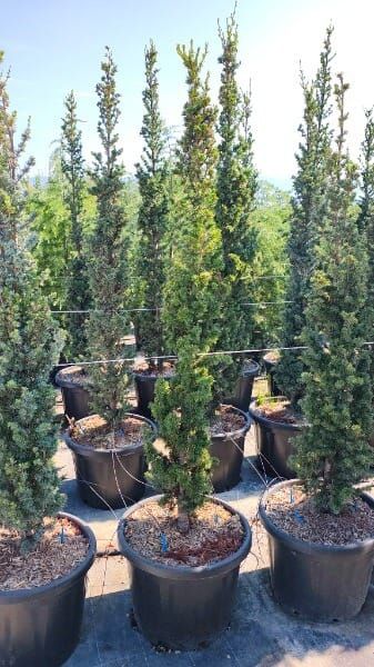 Cedrus libani ‘Fastigiata’