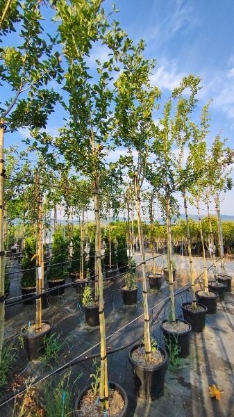 CRATAEGUS LAVALLEI