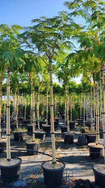 Albizia julibrissin