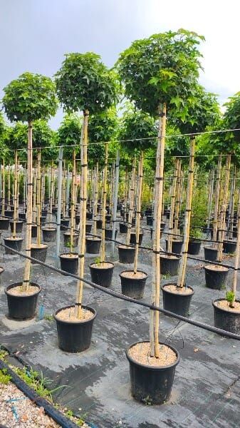 Liquidambar styraciflua ‘Gumball’