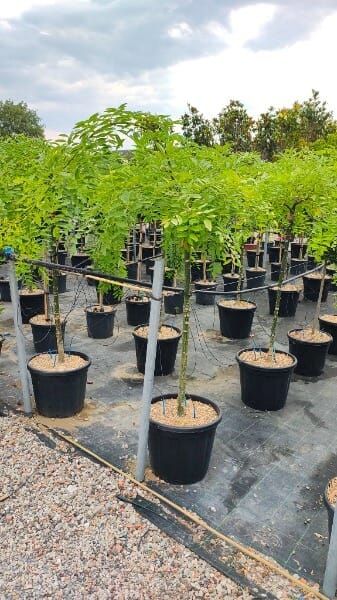 Sophora japonica Pendula