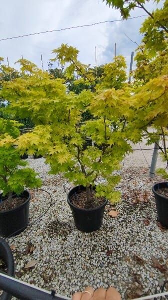 Acer palmatum ‘Summer Gold’