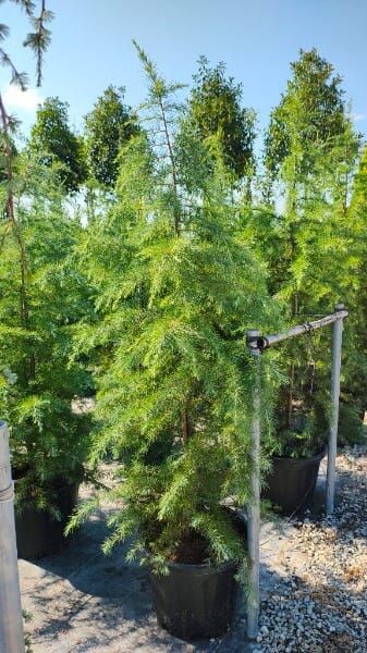 Cedrus deodara