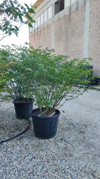 EUONYMUS ALATUS COMPACTUS
