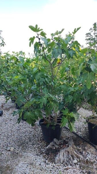 Ficus carica ‚Portogallo‘