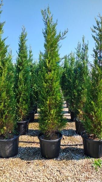 × Cupressocyparis leylandii &lsquo;Pyramidalis&rsquo;
