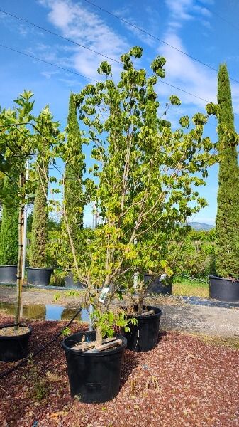 CORNUS FLORIDA PLURIBRACTEATA