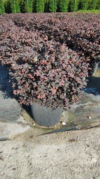Loropetalum chinense ‚Fire Dance‘