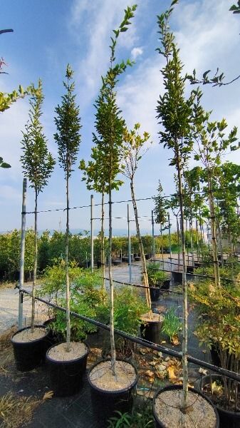 CARPINUS BETULUS FASTIGIATA