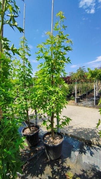 LIQUIDAMBAR STYRACIFLUA WORPLESDON