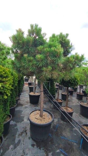 Pinus brepo