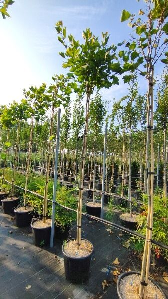 PLATANUS ALPHEN’S GLOBE