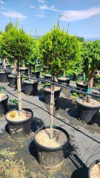 CUPRESSOCYPARIS LEYLANDII CWG