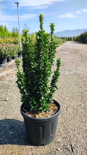 Euonymus japonicus ‘Benkomasaki’
