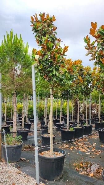 Magnolia grandiflora ‘Gallissoniensis Praecox’