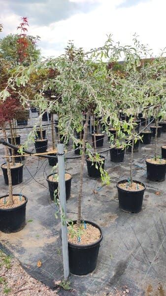 Pyrus salicifolia ‘Pendula’