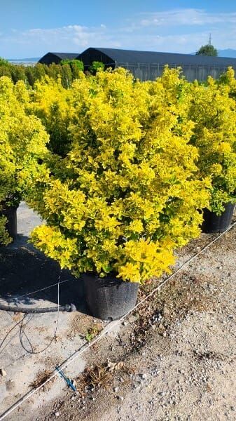 Euonymus japonicus ‘Aureus’