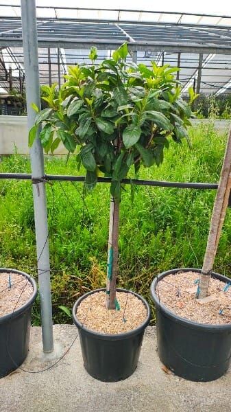 Prunus laurocerasus ‘Novita’