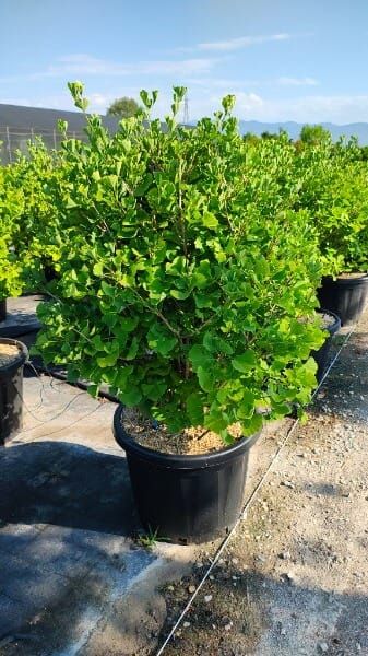 Ginkgo biloba ‘Globus’