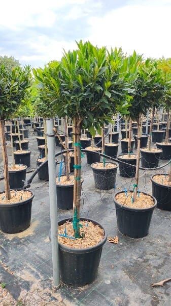 Prunus laurocerasus ‘Otto Luyken’
