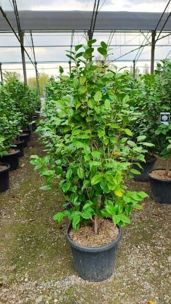 Camellia japonica