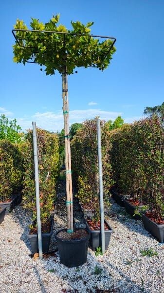Platanus × acerifolia