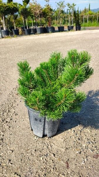 PINUS MUGO MUGHUS