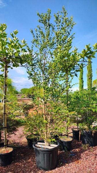 CERCIDIPHYLLUM JAPONICUM