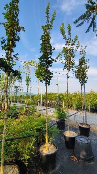 ACER CAMPESTRE ELSRIJK