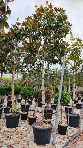 Magnolia grandiflora ‘Gallissoniensis’