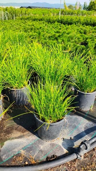 ZEPHYRANTHES CANDIDA