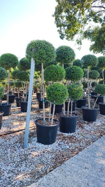Ligustrum ionandrum