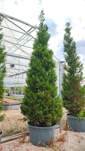 CUPRESSOCYPARIS LEYLANDII