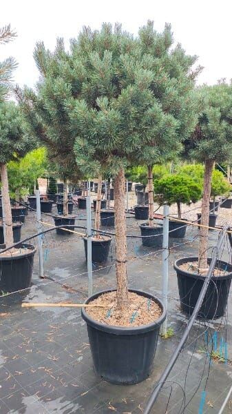 Pinus sylvestris ‘Watereri’