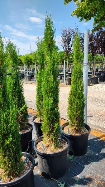 CUPRESSUS SEMPERVIR.PYRAMIDALIS