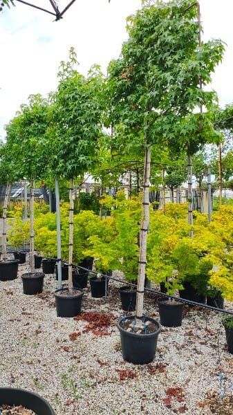 Liquidambar styraciflua