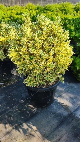 Euonymus japonicus ‘Bravo’