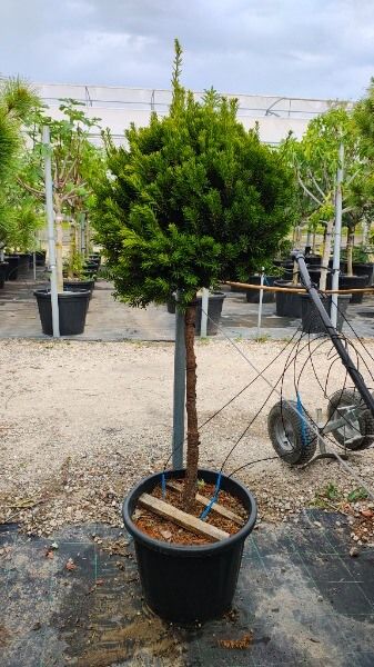 TAXUS X MEDIA HILLII