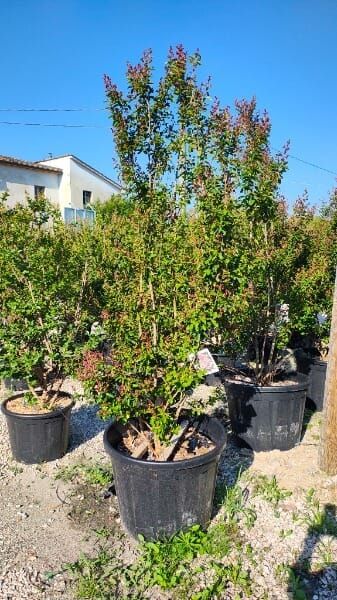 Lagerstroemia indica ‚Berlingot Menthe‘