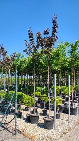 Prunus serrulata ‘Royal Burgundy’