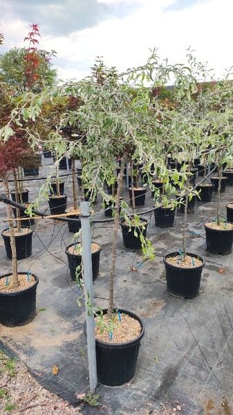 PYRUS SALICIFOLIA PENDULA