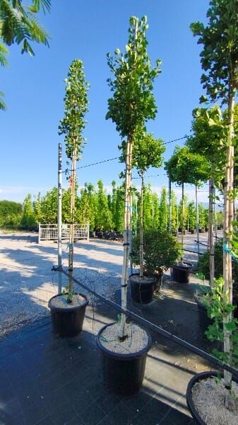 Ginkgo biloba ‘Eiffel’