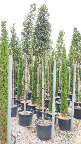 Quercus ilex