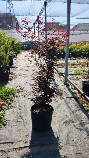 ACER PALMAT.SKEETERS BROOM