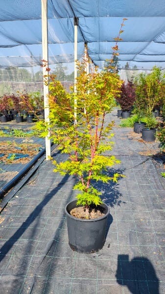 ACER PALMAT.CORALLINUM (SANGOKAKU)