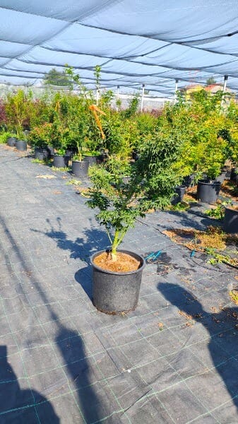ACER PALMATUM SHISHIDASHIRA